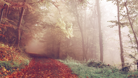 Phy Psy Trial, forest